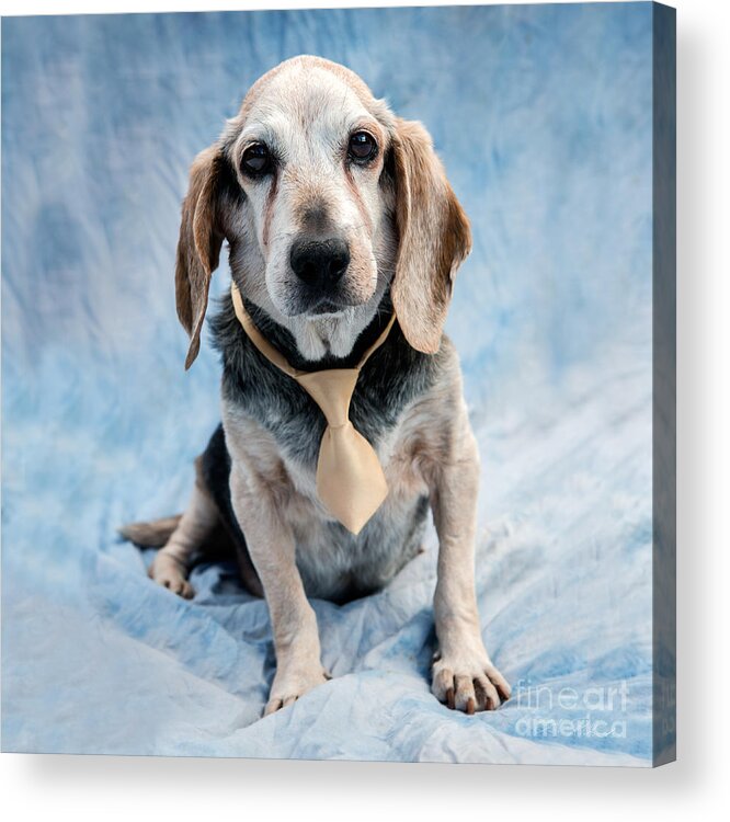 Beagle Acrylic Print featuring the photograph Kippy Beagle Senior by Iris Richardson