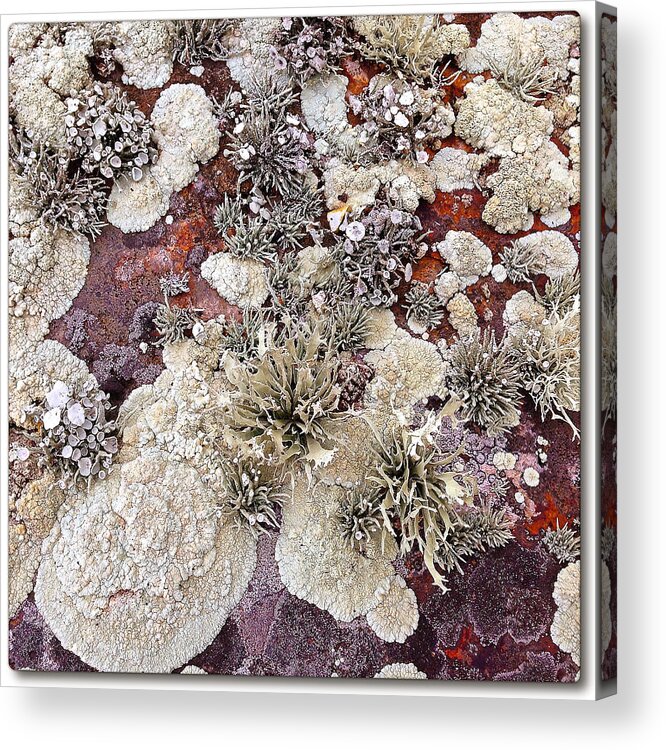 Photography Acrylic Print featuring the photograph Lichen #1 by Gregg Jabs