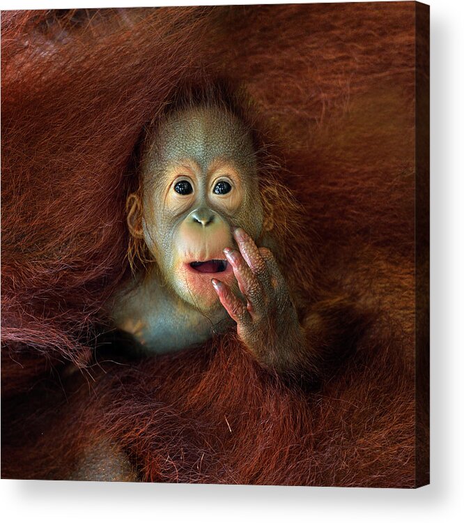 Animal Themes Acrylic Print featuring the photograph Orang Utan #1 by By Toonman