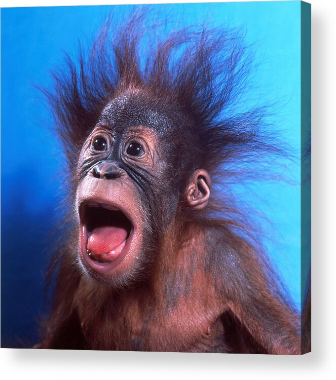 Animal Acrylic Print featuring the photograph Orangutan Pongo Pygmaeus Baby #1 by Toni Angermayer