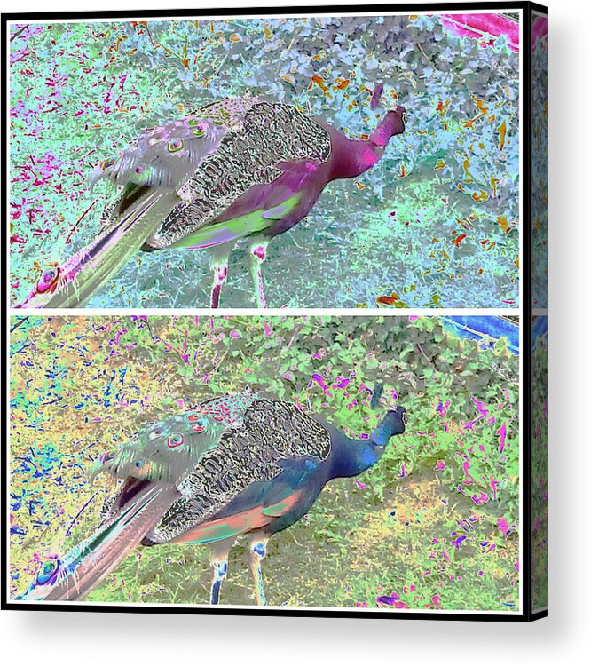 Peacock Bird Nature Animal Mortal Mammal Wildlife Collage Background Green Purple Pretty Acrylic Print featuring the photograph Peacock collage #2 by Candy Floss Happy