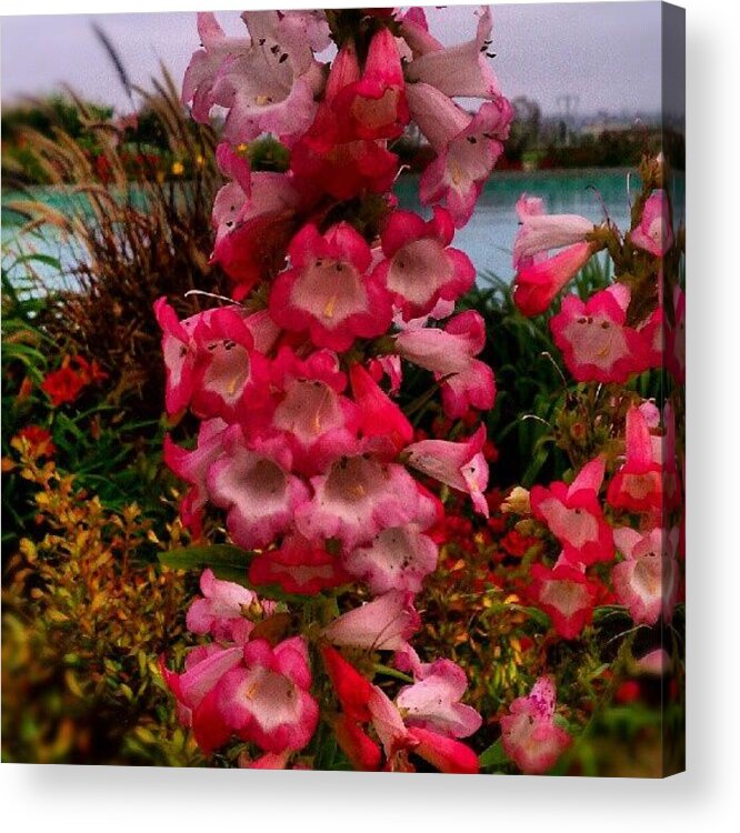 Flower Acrylic Print featuring the photograph Pink flowers #1 by Rachel Friedman