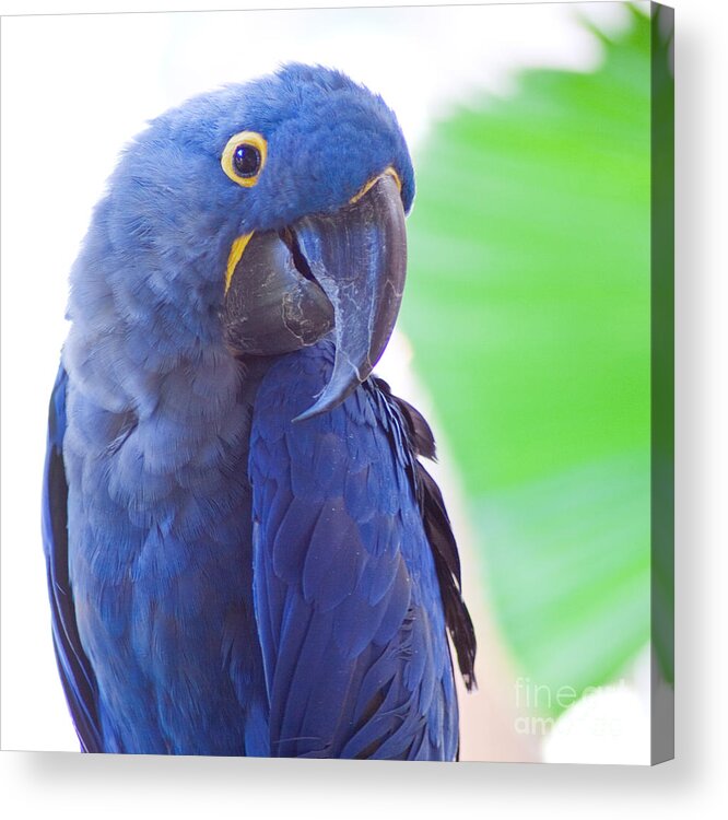 Parrots Acrylic Print featuring the photograph Posie by Roselynne Broussard