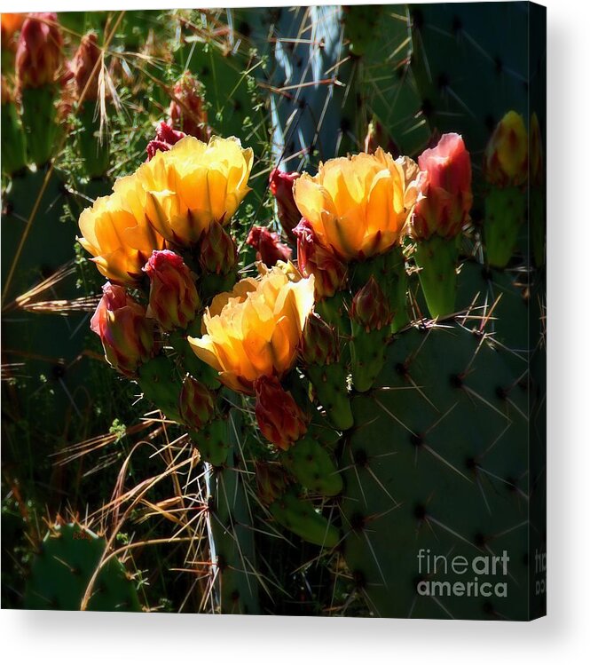 Pretty Prickly Acrylic Print featuring the photograph Pretty Prickly #2 by Patrick Witz