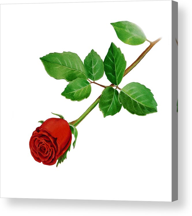 Rose Acrylic Print featuring the painting Red Rose #2 by Irina Sztukowski