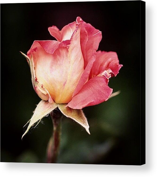 Beautiful Acrylic Print featuring the photograph Rosa #1 by Luisa Azzolini