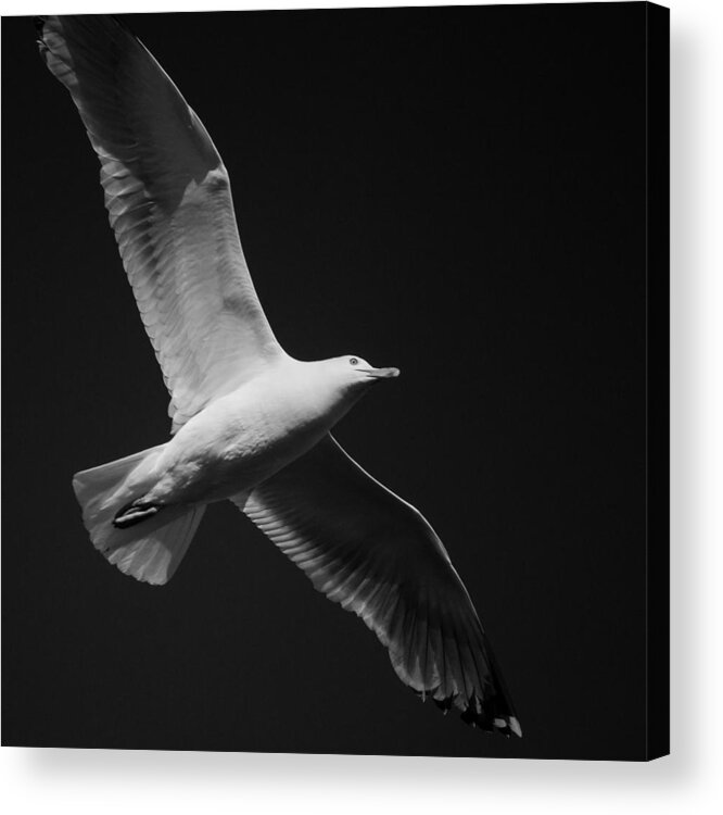 Seagull Acrylic Print featuring the photograph Seagull Underglow - Black and White by Kirkodd Photography Of New England