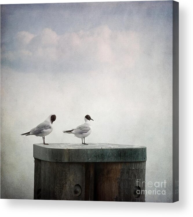 Bird Acrylic Print featuring the photograph Seagulls #1 by Priska Wettstein