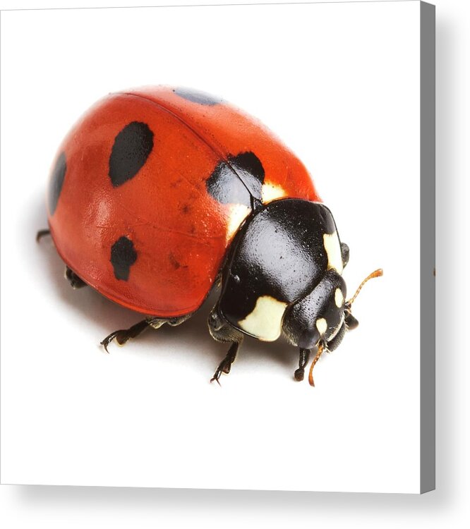 Indoors Acrylic Print featuring the photograph Seven-spot Ladybird #1 by Science Photo Library