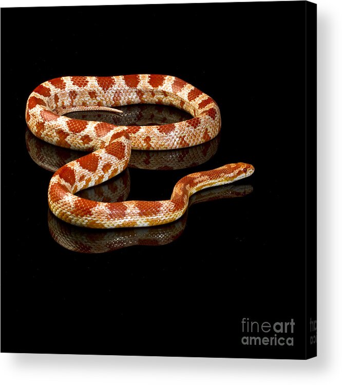 Snake Acrylic Print featuring the photograph Snake #1 by Gunnar Orn Arnason