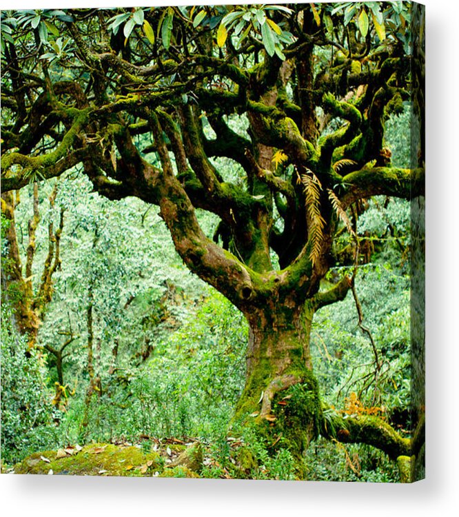 India Acrylic Print featuring the photograph Spirit of forest #1 by Raimond Klavins
