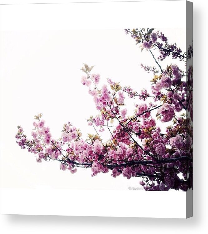 All_shots_ Acrylic Print featuring the photograph Spring Awakening #1 by Natasha Marco