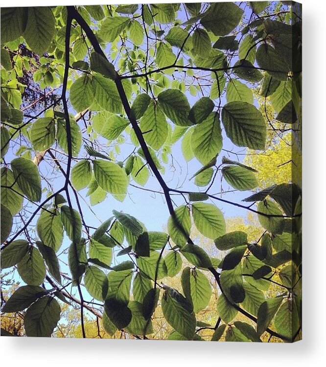 Nature Acrylic Print featuring the photograph Spring Leaves by Nic Squirrell
