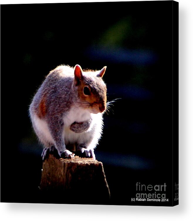 Animals Acrylic Print featuring the photograph Squirrel #1 by Rabiah Seminole