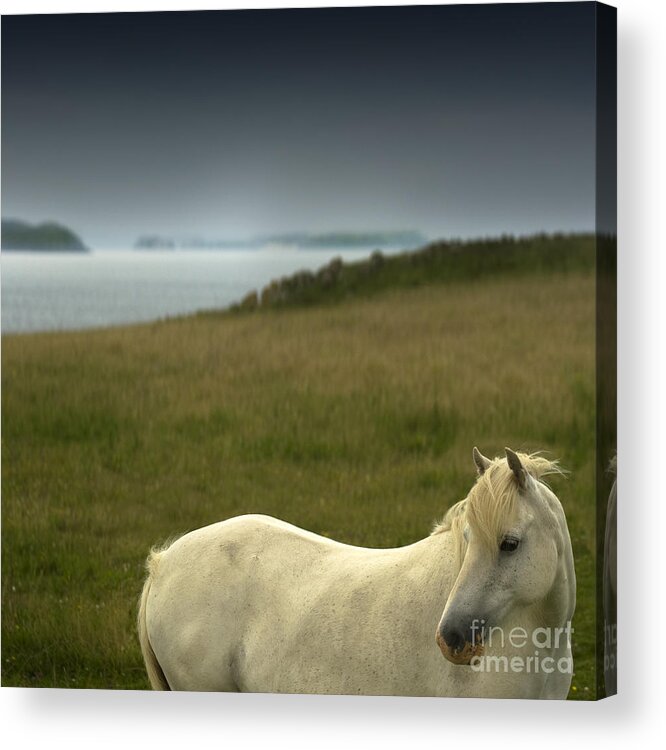 Welsh Pony Acrylic Print featuring the photograph The Welsh Pony #1 by Ang El