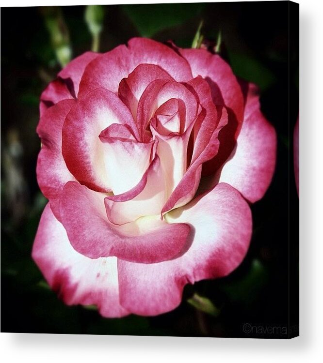 Instanaturelover Acrylic Print featuring the photograph Tiki Rose #1 by Natasha Marco