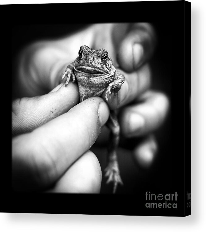 Hand Acrylic Print featuring the photograph Toad in Hand by Edward Fielding