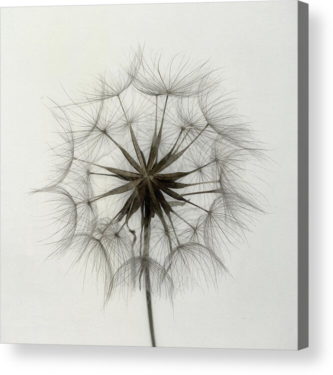 Dandelion Acrylic Print featuring the photograph Tragopogon #1 by Lotte Gr??nkj??r