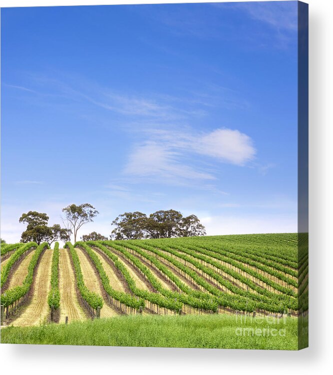 Vineyard Acrylic Print featuring the photograph Vineyard South Australia Square #1 by Colin and Linda McKie
