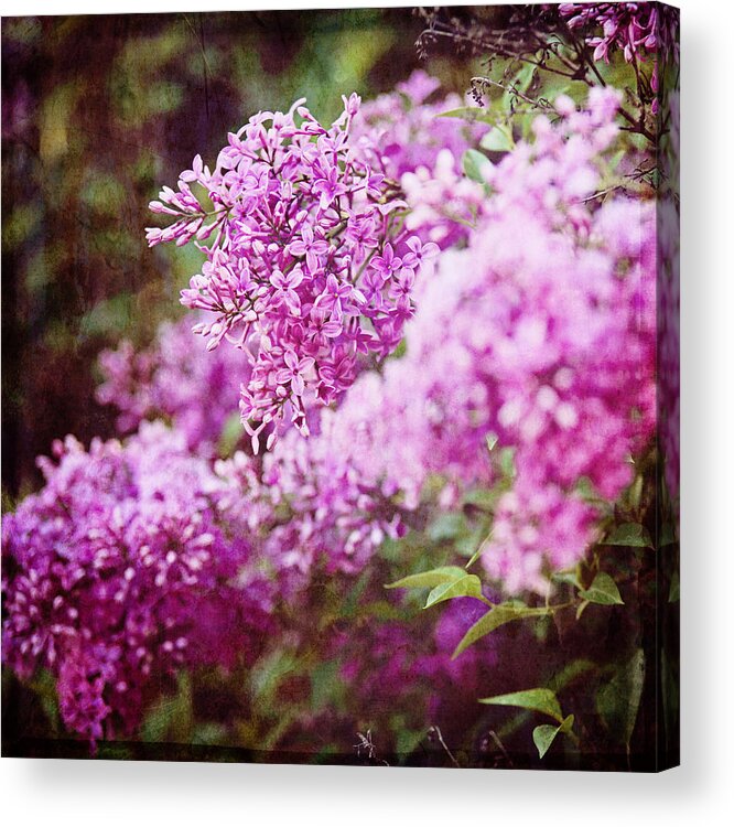 Nature Acrylic Print featuring the photograph Vintage Lilac #1 by Kamen Zagorov
