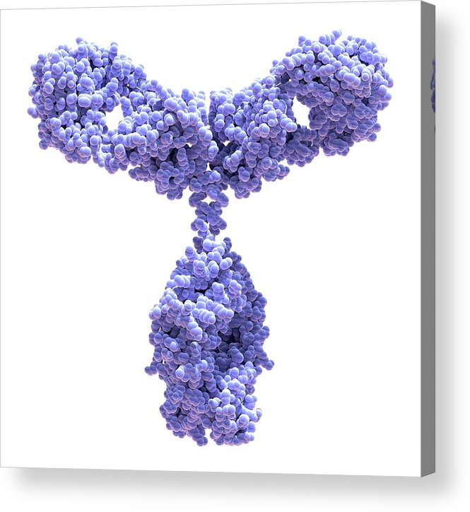 3d Acrylic Print featuring the photograph Immunoglobulin G Antibody Molecule #10 by Alfred Pasieka