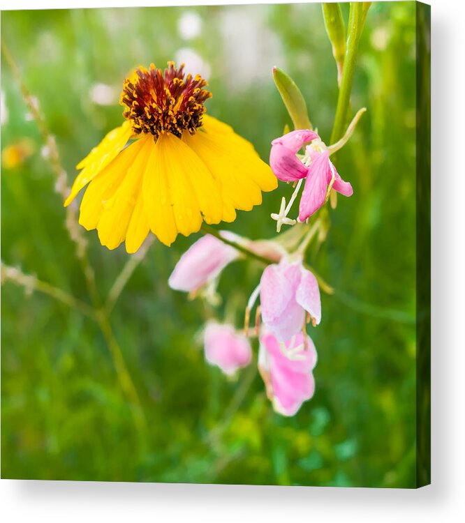 Stem Acrylic Print featuring the photograph Yellow and Pink Wildflowers by Melinda Ledsome