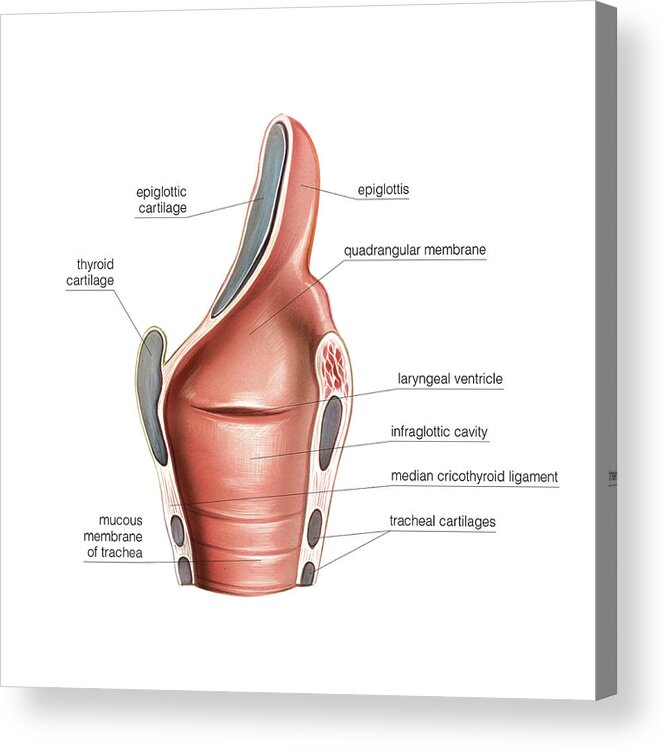 Larynx Acrylic Print By Asklepios Medical Atlas The Best Porn Website