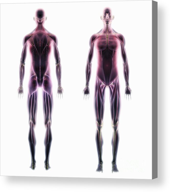Muscles Acrylic Print featuring the photograph The Muscle System #11 by Science Picture Co