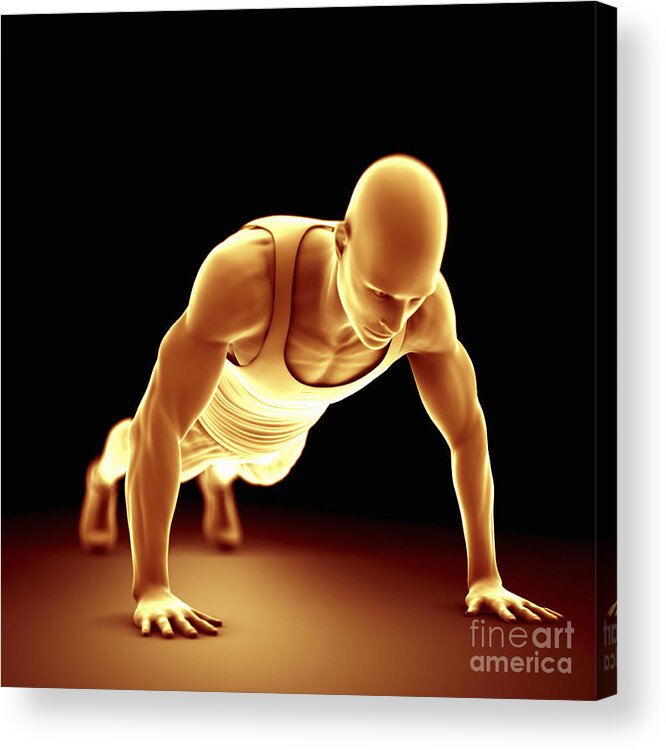 Muscles Acrylic Print featuring the photograph Exercise Workout #13 by Science Picture Co