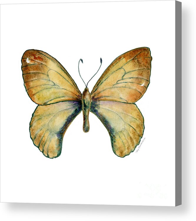 Clouded Acrylic Print featuring the painting 15 Clouded Apollo Butterfly by Amy Kirkpatrick