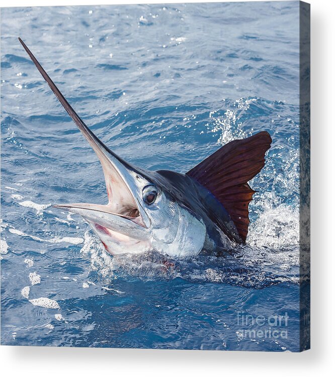 White Marlin Acrylic Print featuring the photograph 1589-057 by Scott Kerrigan