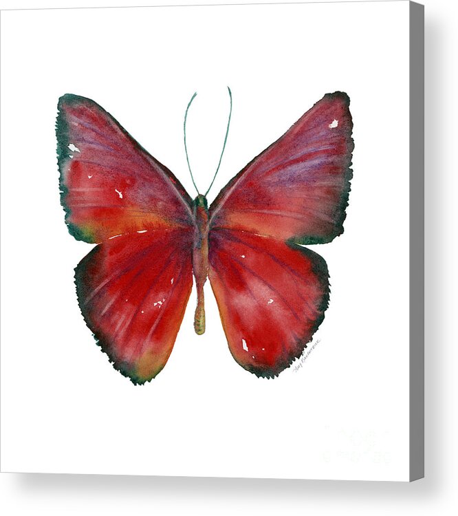 Red Acrylic Print featuring the painting 16 Mesene Rubella Butterfly by Amy Kirkpatrick
