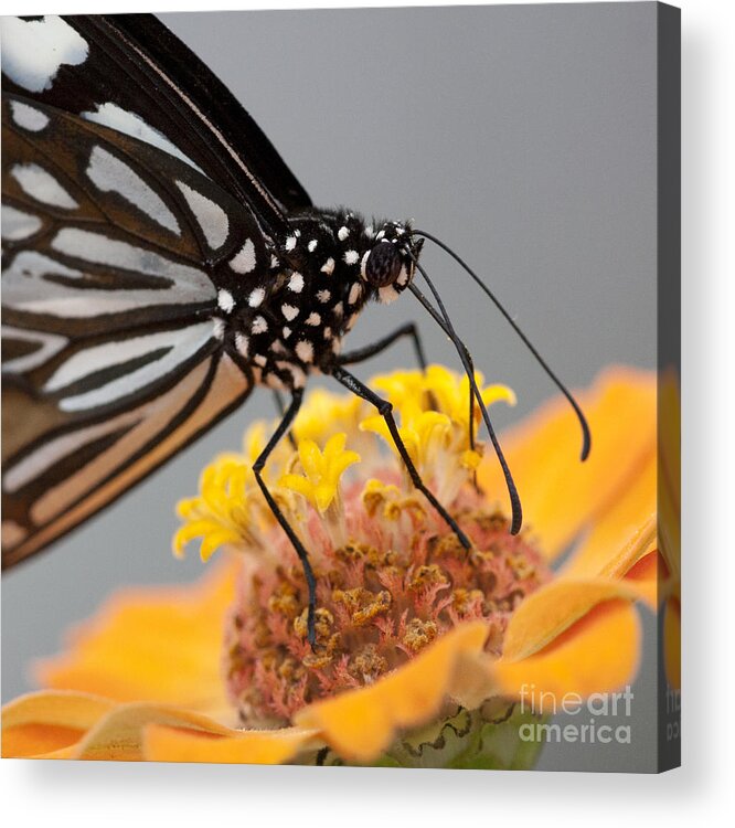 Blue Tiger Butterfly Acrylic Print featuring the photograph Blue Tiger Butterfly #2 by Chris Scroggins