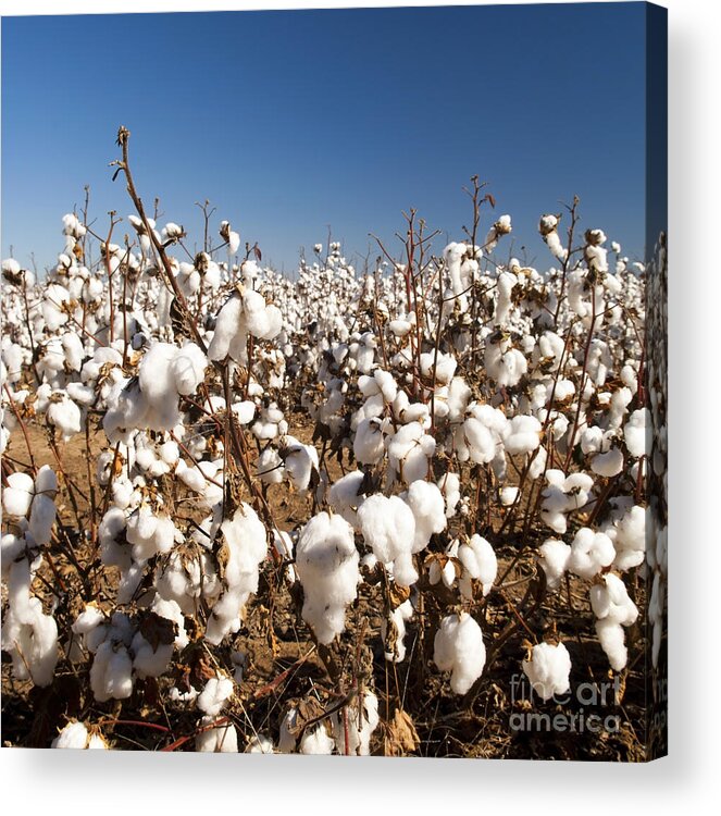 Agriculture Acrylic Print featuring the photograph Cotton Fields #2 by THP Creative