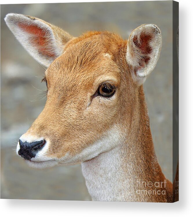 Does Acrylic Print featuring the photograph Doe Eyes by Geoff Crego