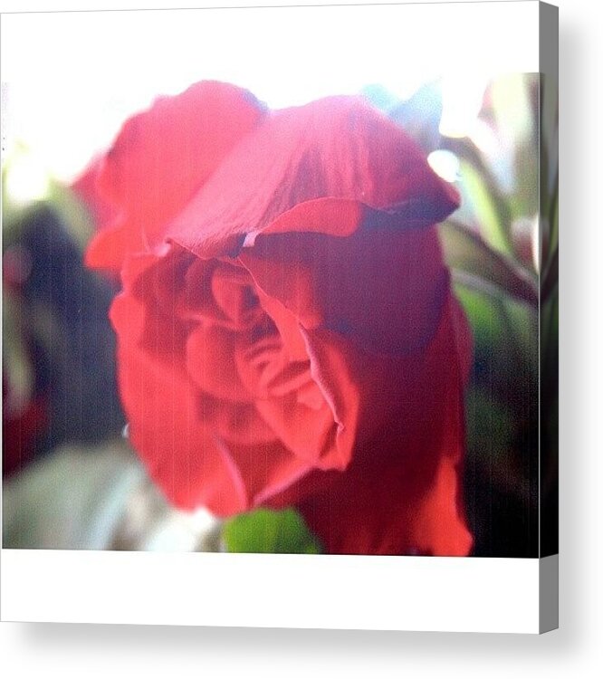 Beautiful Acrylic Print featuring the photograph #flowers #flower #tagsforlikes #petal #2 by Dion Smith