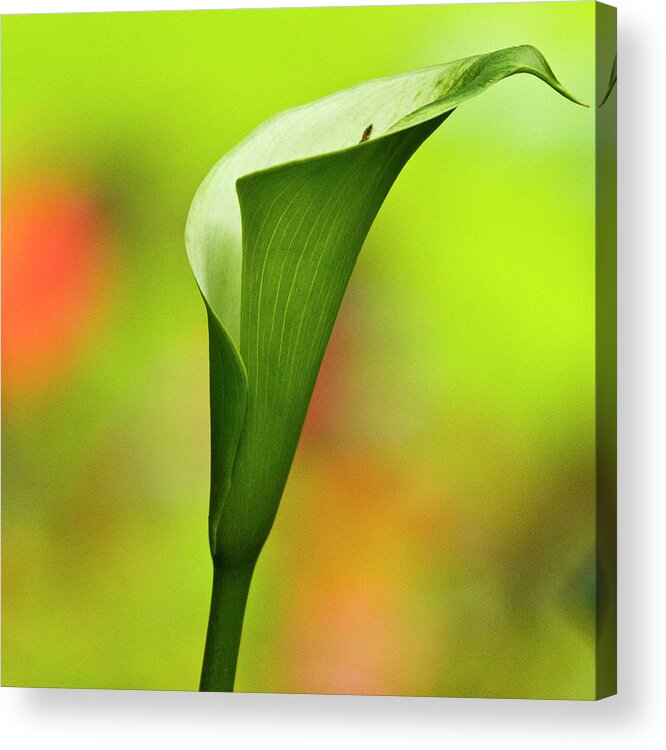 Calla Acrylic Print featuring the photograph Green Calla Lily by Heiko Koehrer-Wagner