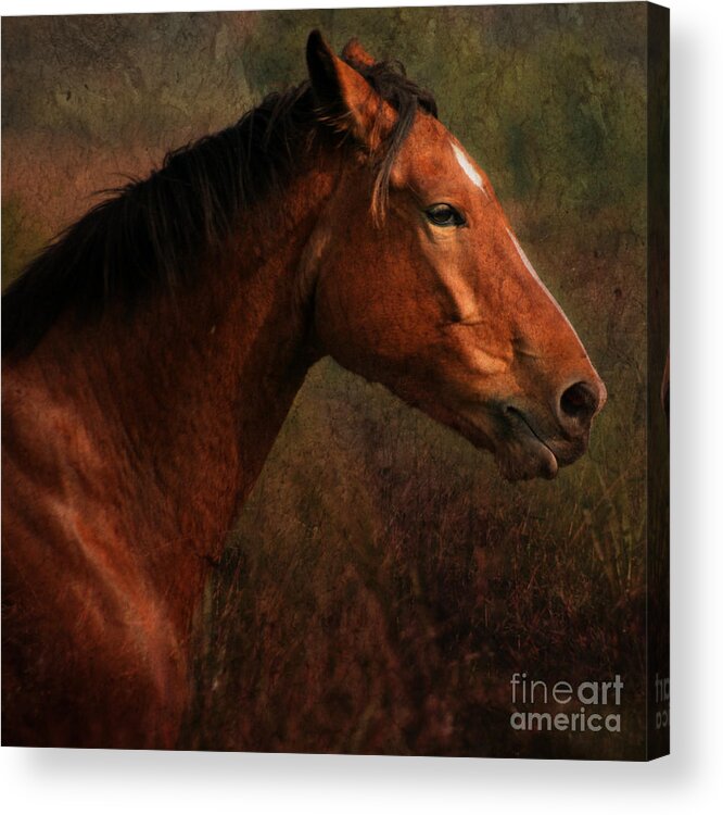 Horse Acrylic Print featuring the photograph Horse Portrait #2 by Ang El