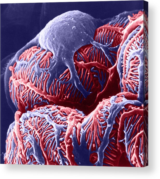 System Acrylic Print featuring the photograph Kidney Glomerulus, Sem #3 by Don W Fawcett