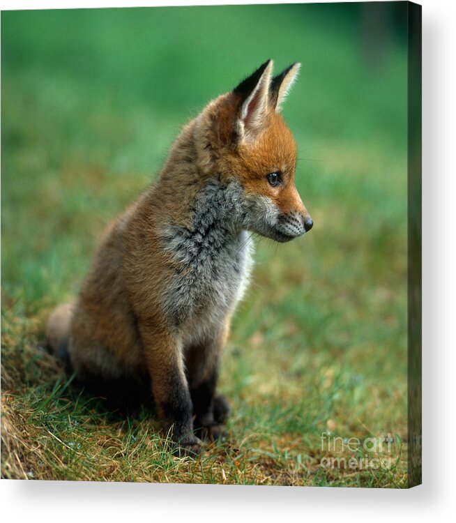 Fauna Acrylic Print featuring the photograph Red Fox #2 by Hans Reinhard