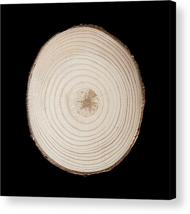 Annual Rings Acrylic Print featuring the photograph Section Through Red Pine Trunk #2 by Science Photo Library