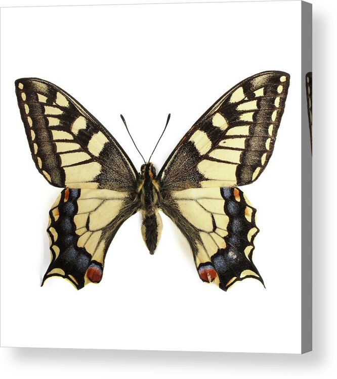 Indoors Acrylic Print featuring the photograph Swallowtail Butterfly #2 by Science Photo Library