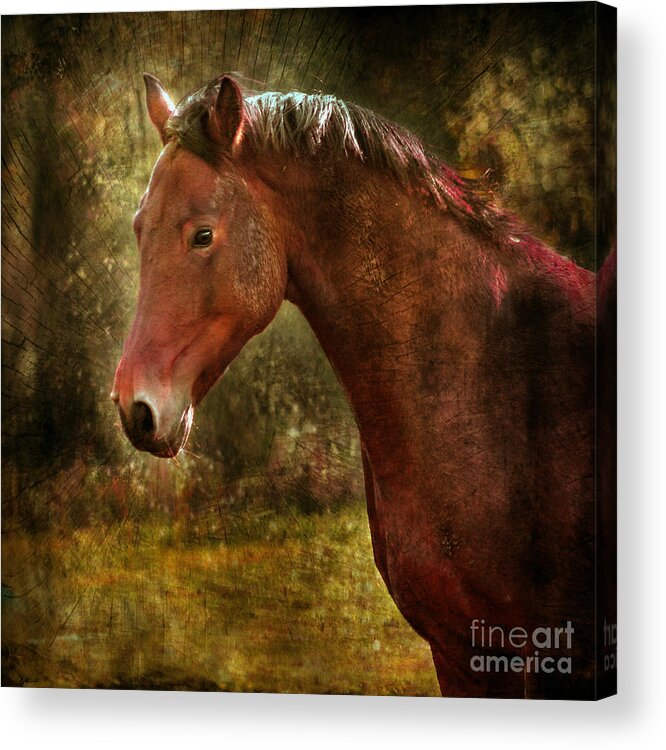 Horse Acrylic Print featuring the photograph The Horse Portrait #2 by Ang El