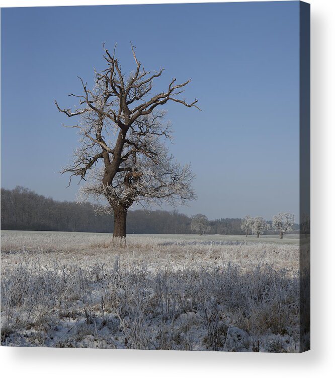 Hoar Frost Acrylic Print featuring the photograph Winter Wonderland #2 by Nick Atkin