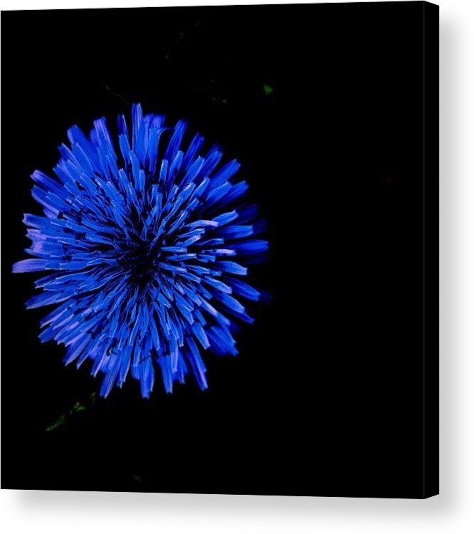 Blue Acrylic Print featuring the photograph Illumination Flower by Brandon McKenzie