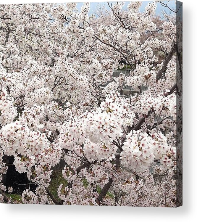  Acrylic Print featuring the photograph Cherryblossoms #3 by Tokyo Sanpopo
