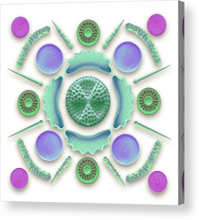 Alga Acrylic Print featuring the photograph Diatoms And Sponge Spicules #3 by Steve Gschmeissner