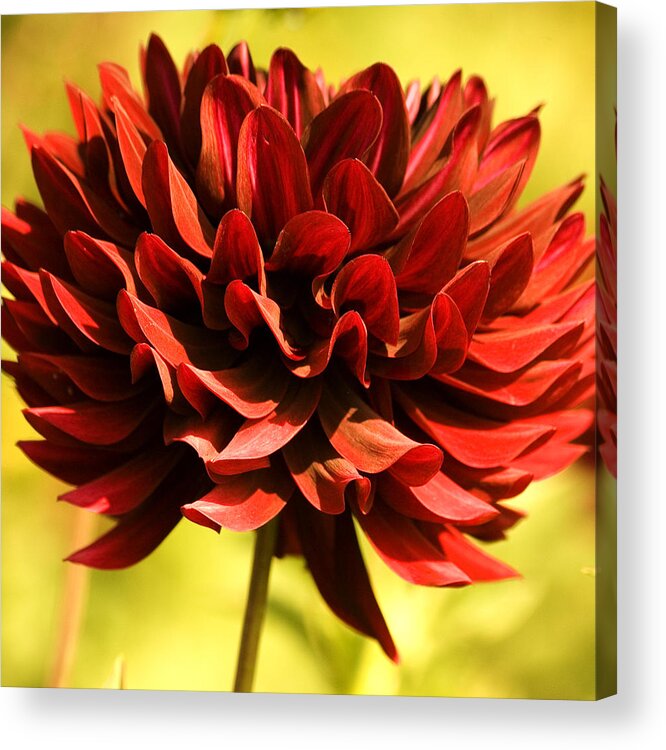 Red Dahlia Acrylic Print featuring the photograph Good Morning #3 by Bonnie Bruno