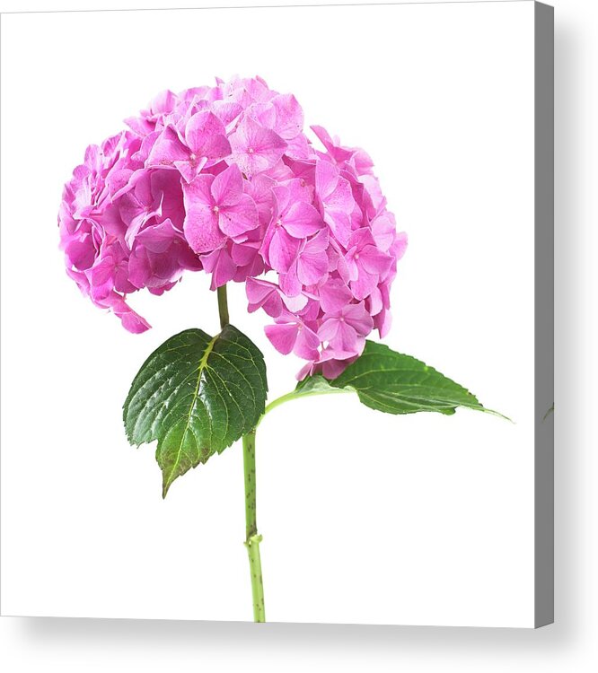 Hydrangea Macrophylla Acrylic Print featuring the photograph Hydrangea Flower And Soil Acidity #3 by Science Photo Library