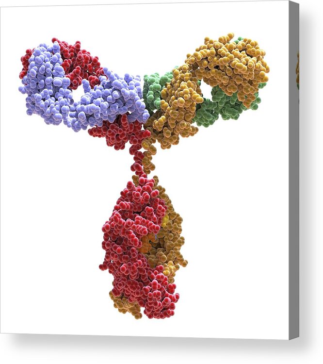 Antibodies Acrylic Print featuring the photograph Immunoglobulin G antibody molecule #3 by Science Photo Library